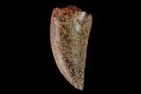 Raptor Tooth - Real Dinosaur Tooth #149099-1